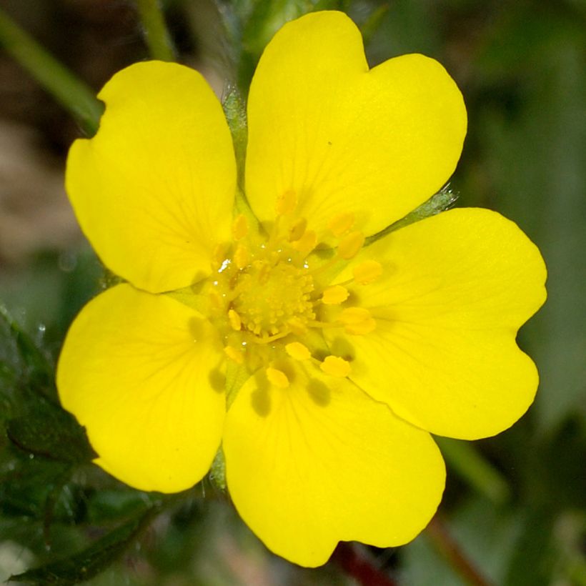 Potentilla verna (Fioritura)