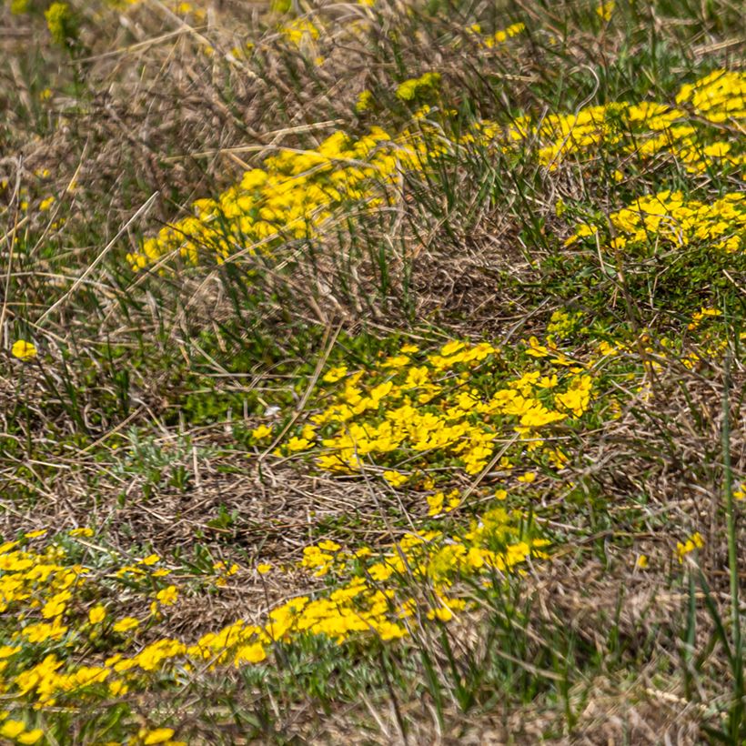 Potentilla verna (Porto)