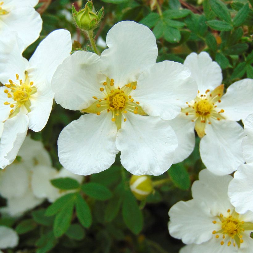 Potentilla fruticosa Abbotswood (Flowering)