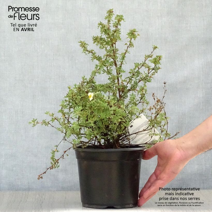 Potentilla fruticosa Primrose Beauty Vaso da 2L/3L esemplare consegnato in primavera