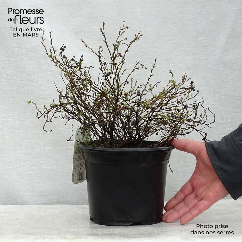 Potentilla fruticosa Princess Pink Queen Vaso da 2L/3L esemplare consegnato in primavera