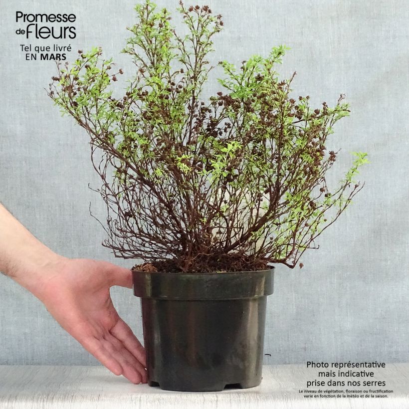 Example of Potentilla fruticosa Bella Sol Vaso da 2L/3L as you get in printemps