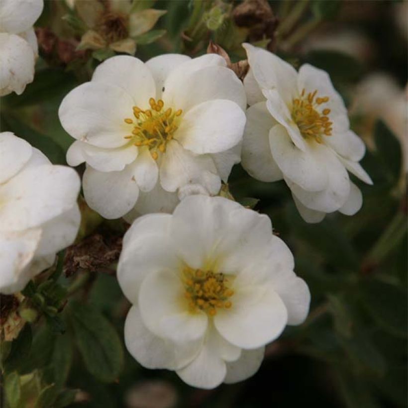 Potentilla fruticosa Creme brulée (Flowering)