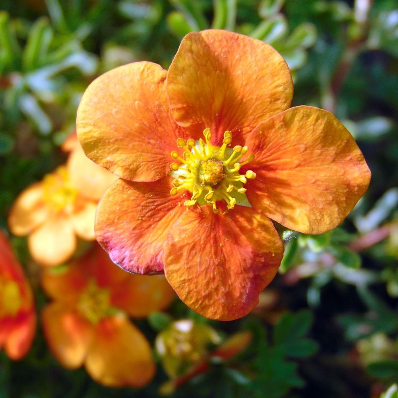 Potentilla fruticosa Hopley's Orange (Fioritura)