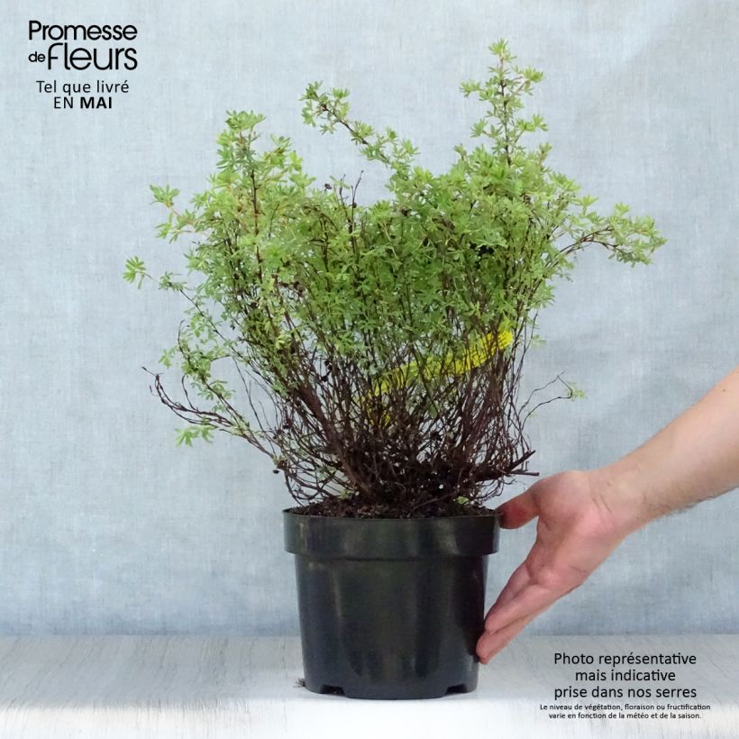 Potentilla fruticosa Hopley's Orange Vaso da 3L/4L esemplare consegnato in primavera