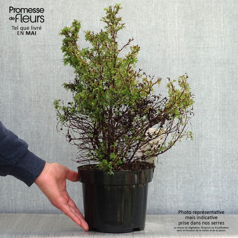 Potentilla fruticosa Kobold Vaso da 3L/4L esemplare consegnato in primavera