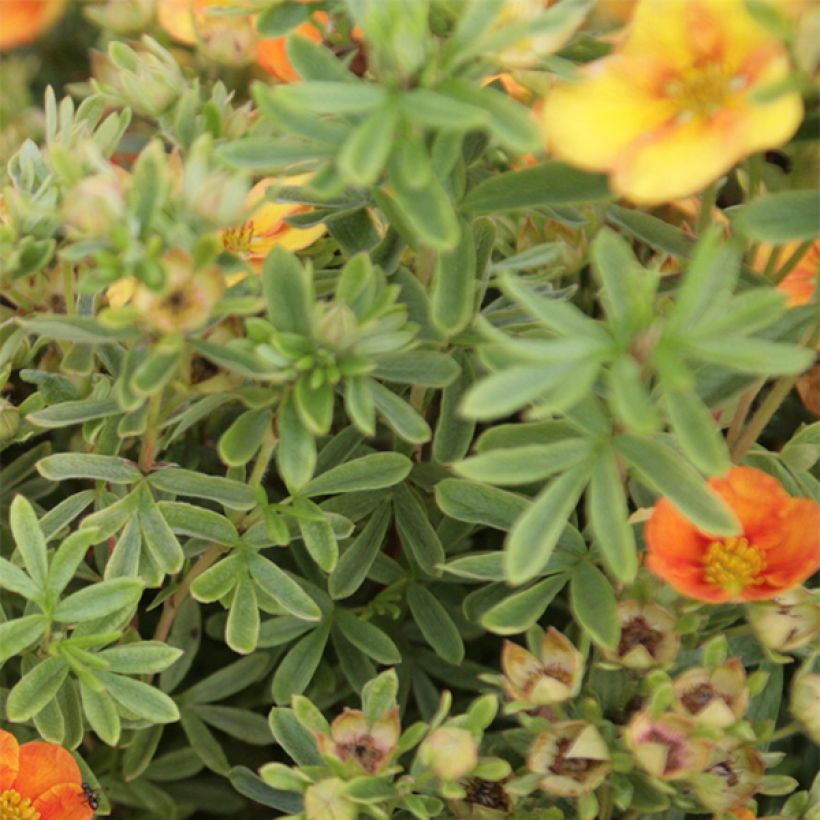 Potentilla fruticosa Mango Tango (Foliage)