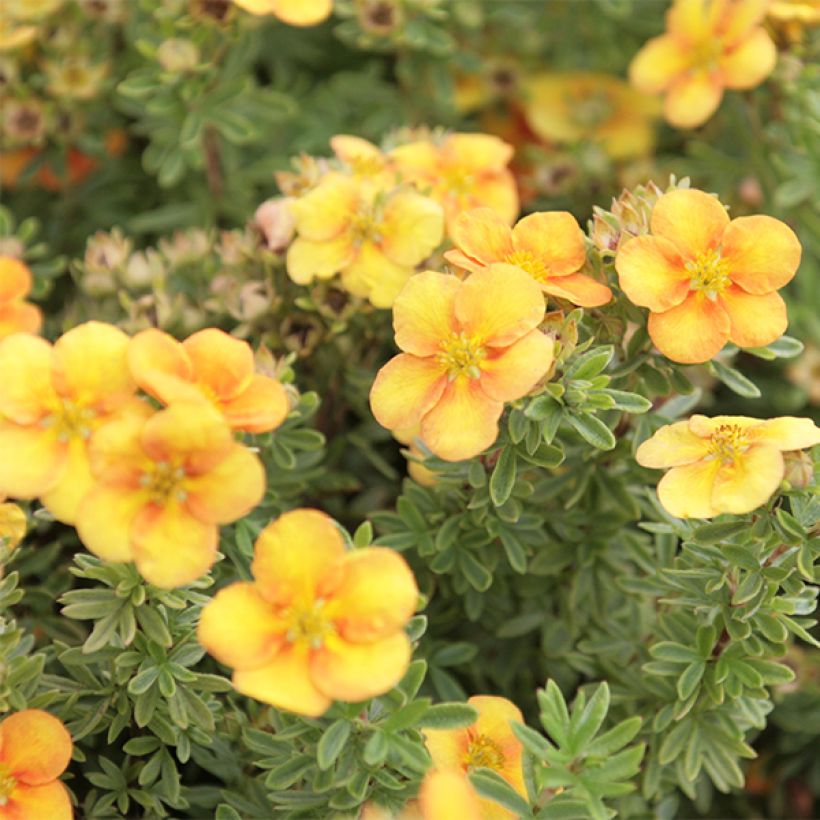 Potentilla fruticosa Mango Tango (Flowering)