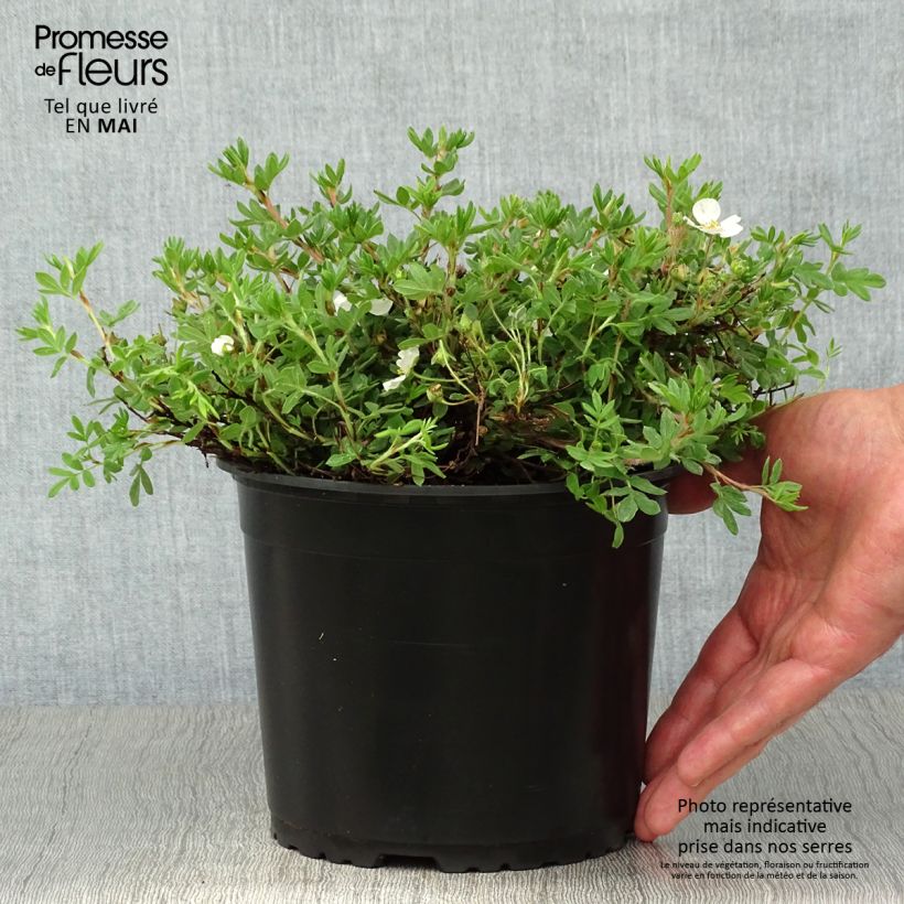 Potentilla fruticosa Bella Bianca Vaso da 2L/3L esemplare consegnato in primavera