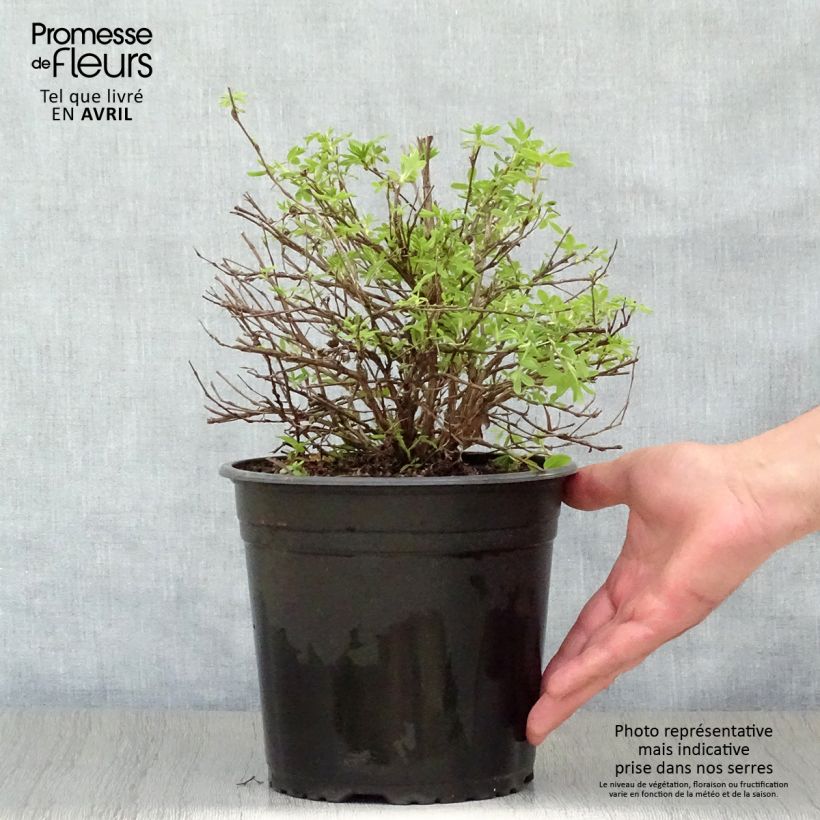 Example of Potentilla fruticosa Double Punch Cream Vaso da 3L/4L as you get in printemps