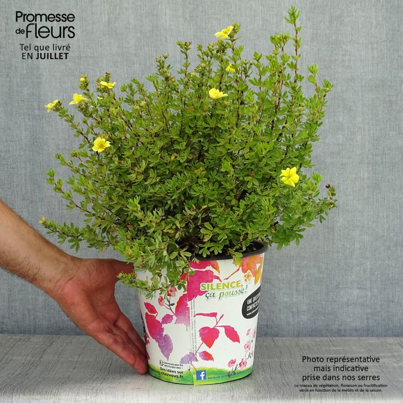Esemplare di Potentilla fruticosa Double Punch Gold Vaso da 2L/3L consegnato in estate