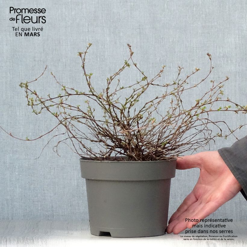 Example of Potentilla fruticosa Elizabeth Vaso da 2L/3L as you get in printemps