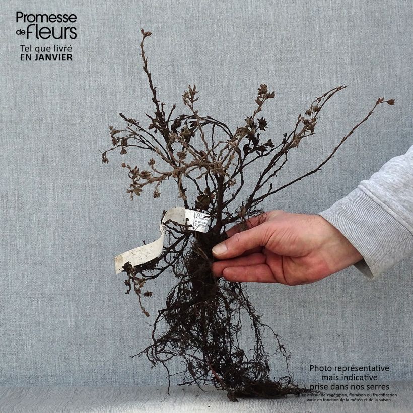 Example of Potentilla fruticosa Elizabeth Piante piccole a radice nuda, A cespuglio as you get in hiver