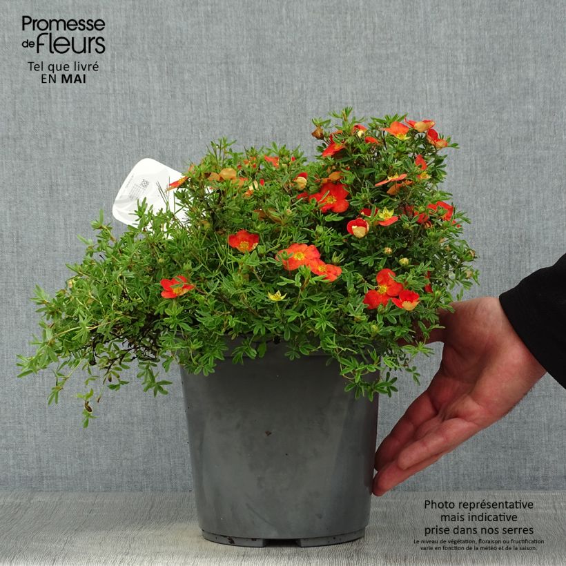 Example of Potentilla fruticosa Red joker Vaso da 3L/4L as you get in printemps