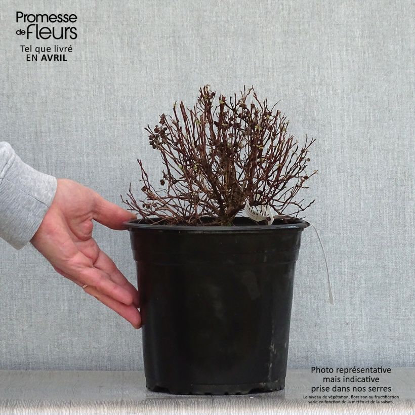 Potentilla fruticosa Red'issima Vaso da 4L/5L esemplare consegnato in primavera