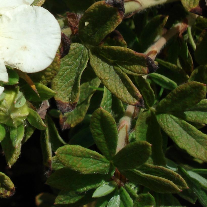 Potentilla fruticosa Tilford Cream (Fogliame)