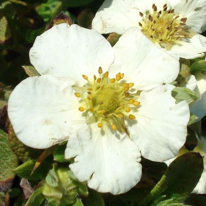 Potentilla fruticosa Tilford Cream (Fioritura)