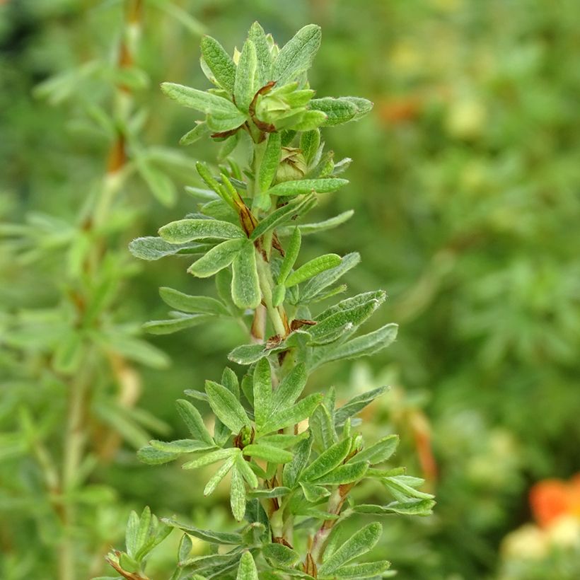 Potentilla fruticosa Orangissima (Foliage)