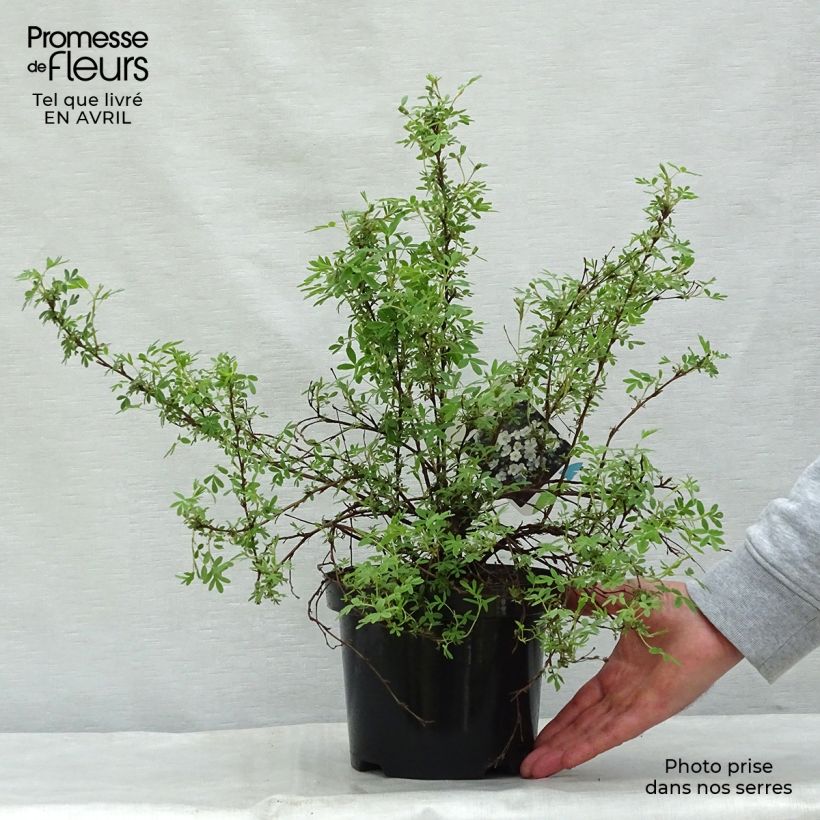 Example of Potentilla fruticosa Abbotswood Vaso da 2L/3L as you get in printemps