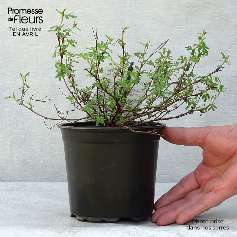 Example of Potentilla fruticosa Abbotswood Vaso da 1L/1,5L as you get in printemps