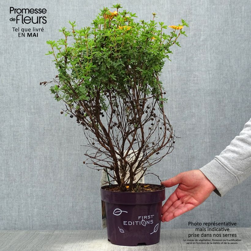 Potentilla fruticosa Mandarin Tango Vaso da 2L/3L esemplare consegnato in primavera