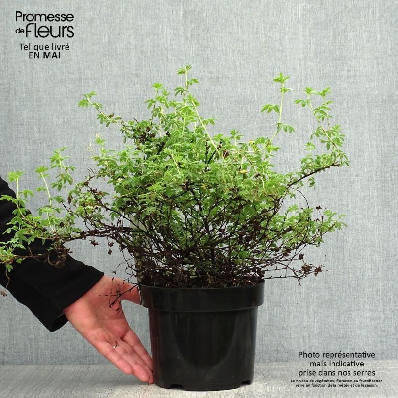 Example of Potentilla fruticosa Medicine Wheel Mountain Vaso da 2L/3L as you get in printemps