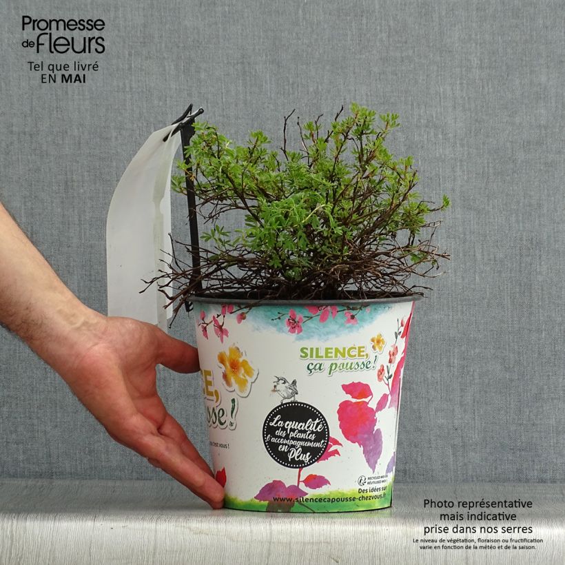 Example of Potentilla fruticosa Orangissima Vaso da 4L/5L as you get in printemps