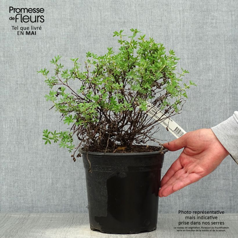 Potentilla fruticosa Solar'issima Vaso da 4L/5L esemplare consegnato in primavera