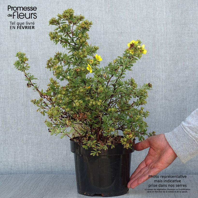 Esemplare di Potentilla fruticosa Sommerflor- Potentille arbustive Pot de 2L/3L come consegnato in autunno