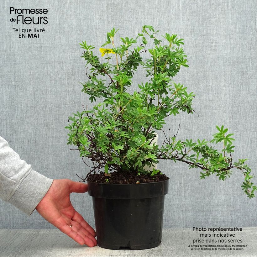 Potentilla fruticosa Sommerflor Vaso da 2L/3L esemplare consegnato in primavera