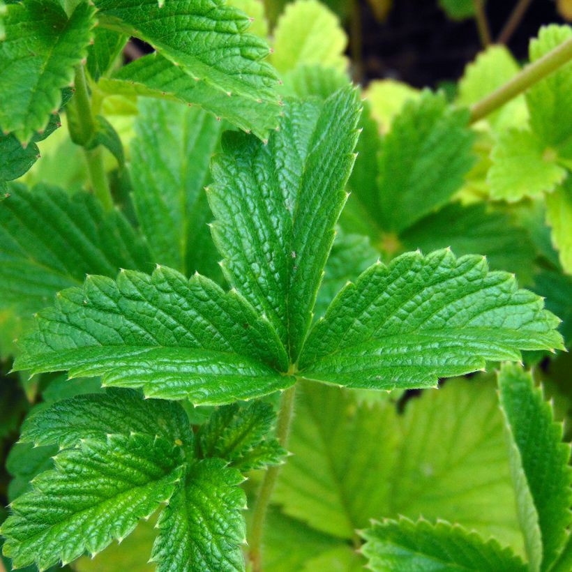 Potentilla Gibson's Scarlet (Foliage)