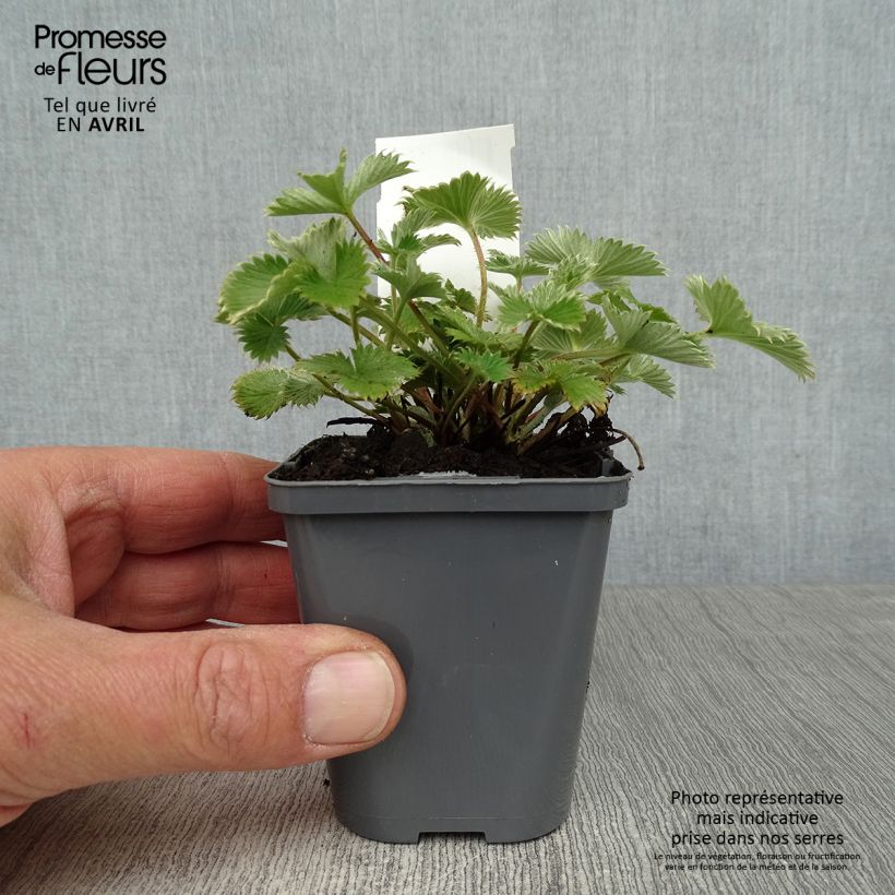 Example of Potentilla Gibson's Scarlet Vasetto da 8/9 cm as you get in printemps