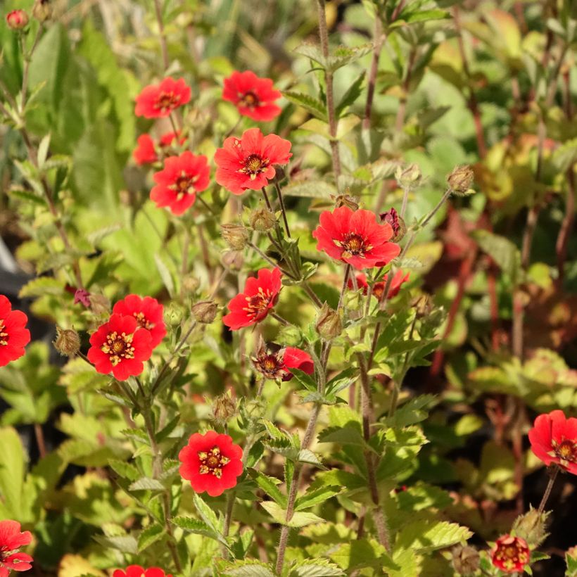 Potentilla Gibson's Scarlet (Flowering)