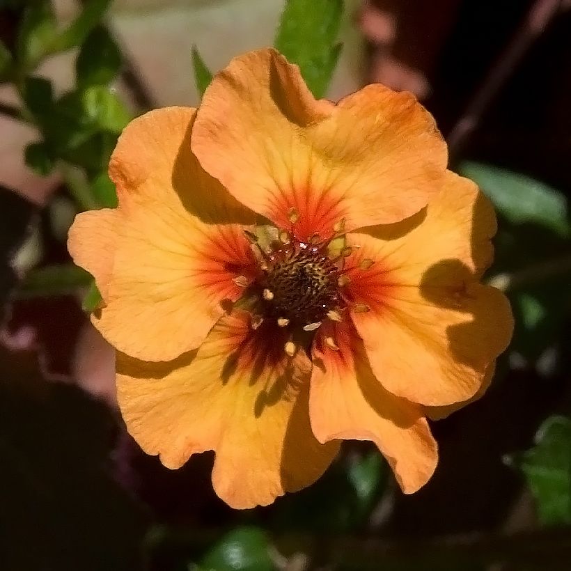 Potentilla tonguei (Fioritura)