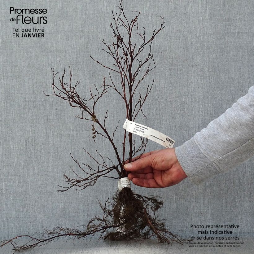 Example of Potentilla fruticosa - Cinquefoglio cespuglioso Piante piccole a radice nuda, A cespuglio as you get in hiver