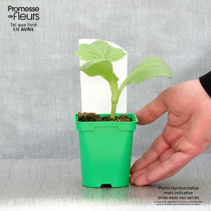 Zucca Rosso vivo di Etampes (piante) Vaso da Ø 10 cm/11 cm esemplare consegnato in primavera