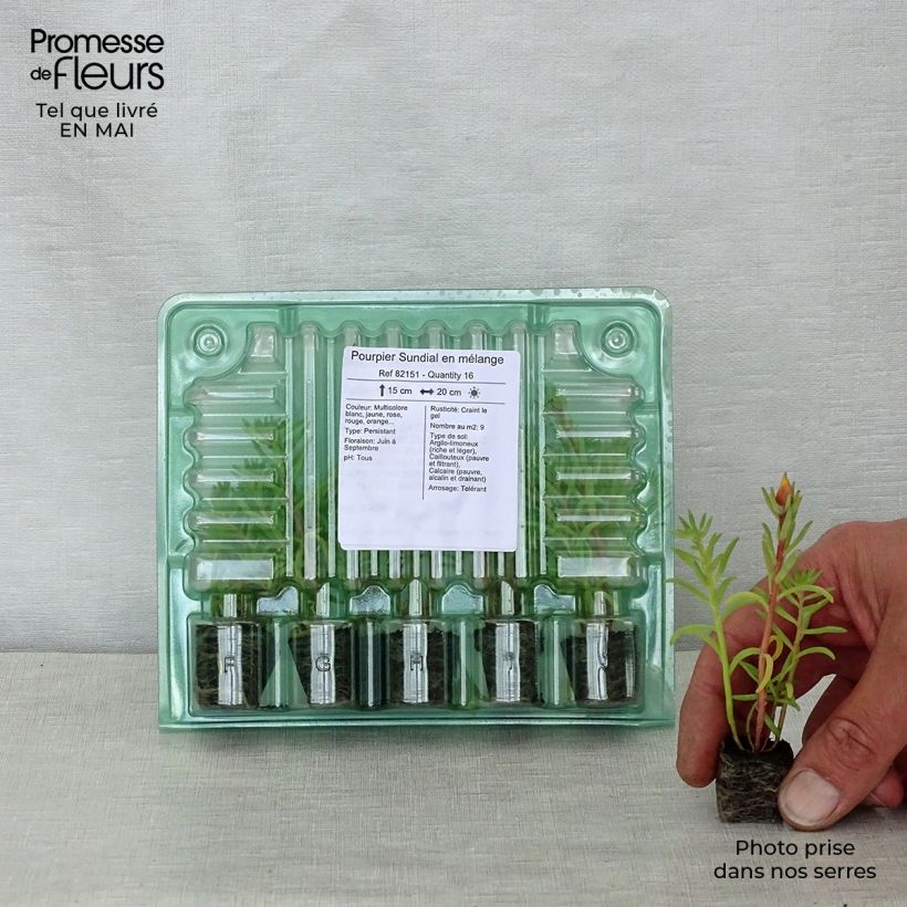 Portulaca grandiflora Sundial Mix Jardimotte: zolla da 3,8 cm x 3,2 cm in vassoio da 16 pezzi. esemplare consegnato in primavera