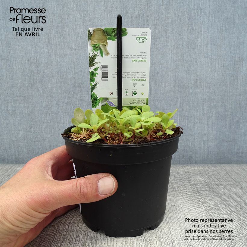 Portulaca oleracea - Porcellana Vaso da 1,5L/2L esemplare consegnato in primavera