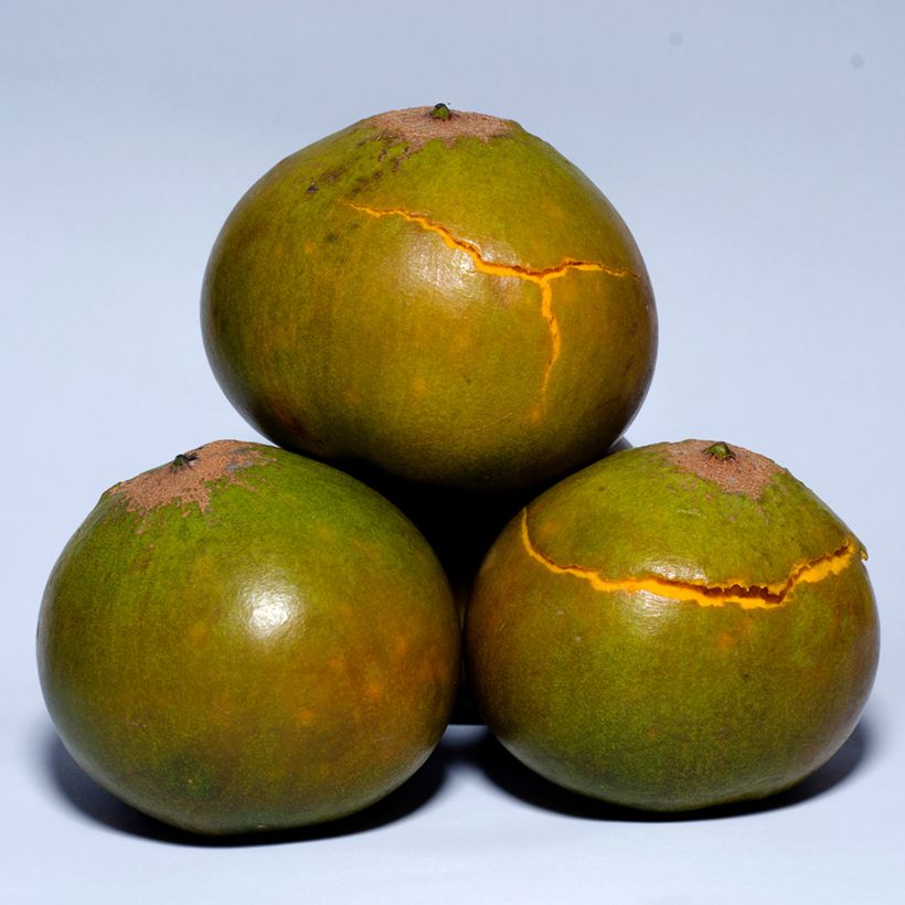Pouteria obovata - Lucuma (Raccolta)
