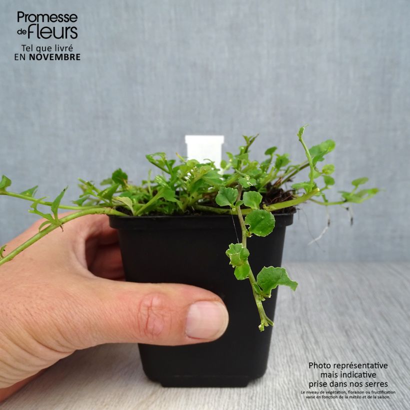 Esemplare di Pratia angulata Vasetto da 8/9 cm come consegnato in autunno