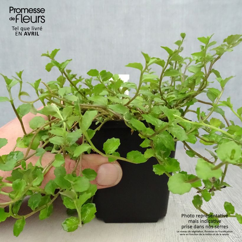 Example of Pratia angulata Vasetto da 8/9 cm as you get in printemps