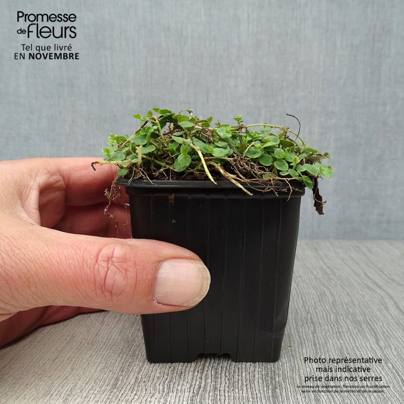 Esemplare di Pratia pedunculata Vasetto da 8/9 cm come consegnato in autunno