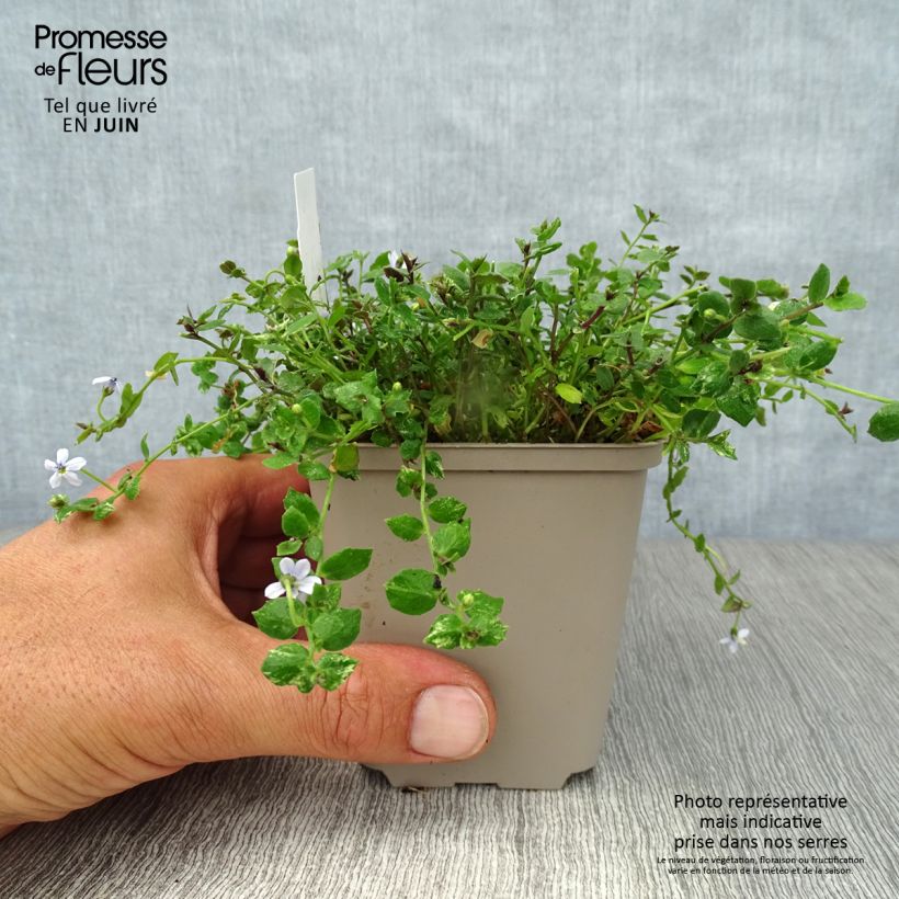 Esemplare di Pratia pedunculata Vasetto da 8/9 cm consegnato in estate