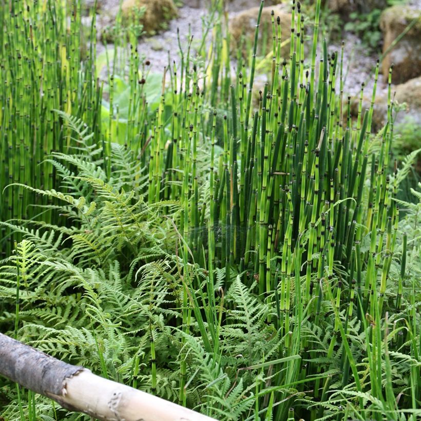 Equisetum hyemale - Equiseto invernale (Plant habit)