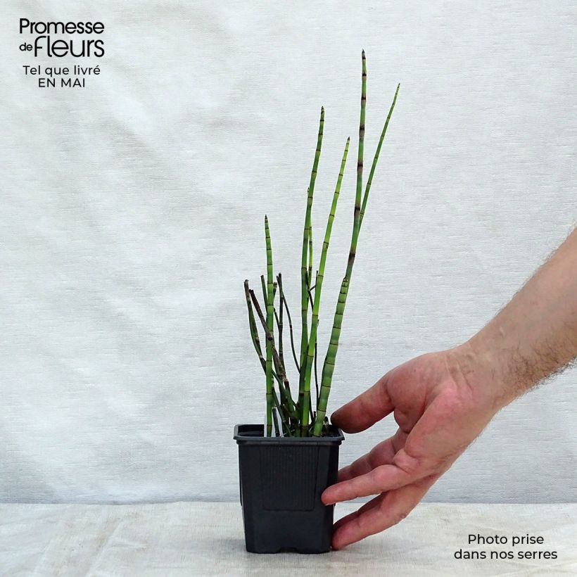 Example of Equisetum hyemale - Equiseto invernale Vasetto da 8/9 cm as you get in printemps