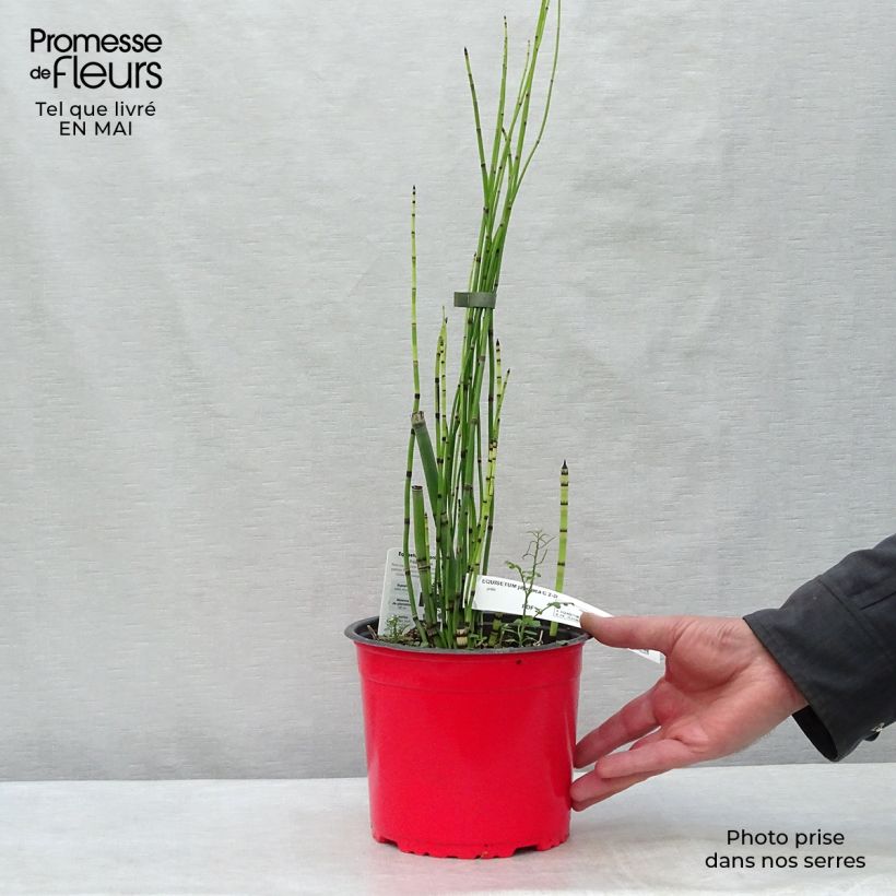 Example of Equisetum hyemale - Equiseto invernale Vaso da 2L/3L as you get in printemps