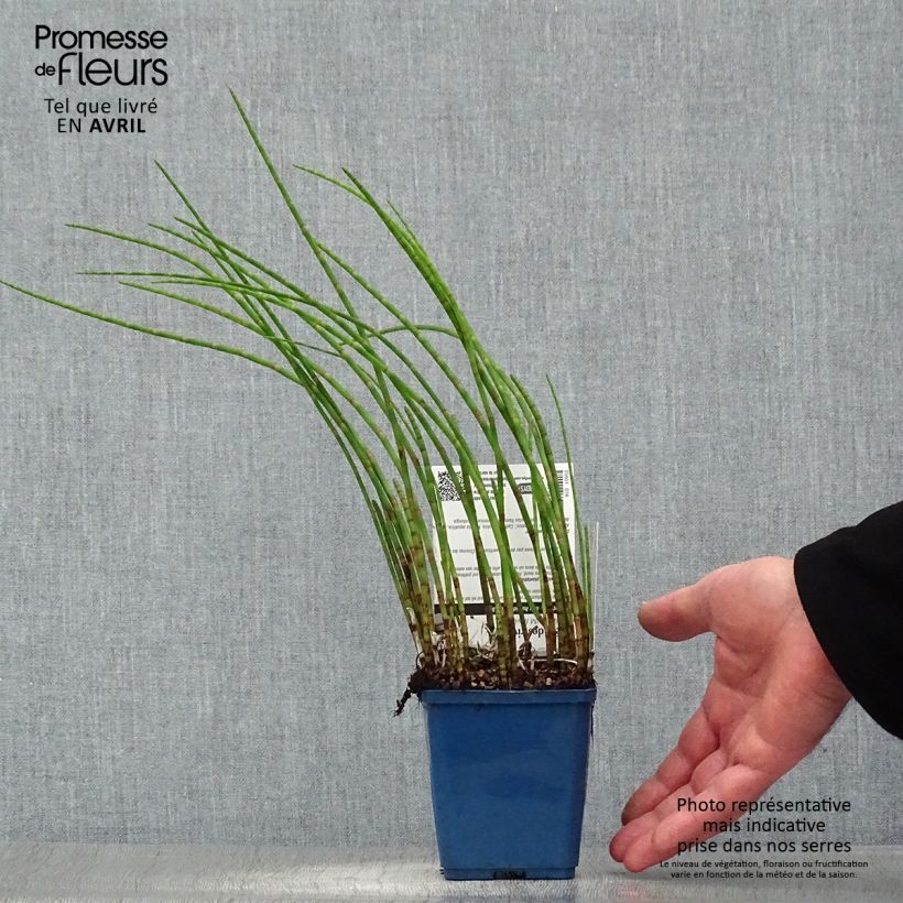 Equisetum fluviatile - Equiseto fluviatile Vasetto da 8/9 cm esemplare consegnato in primavera