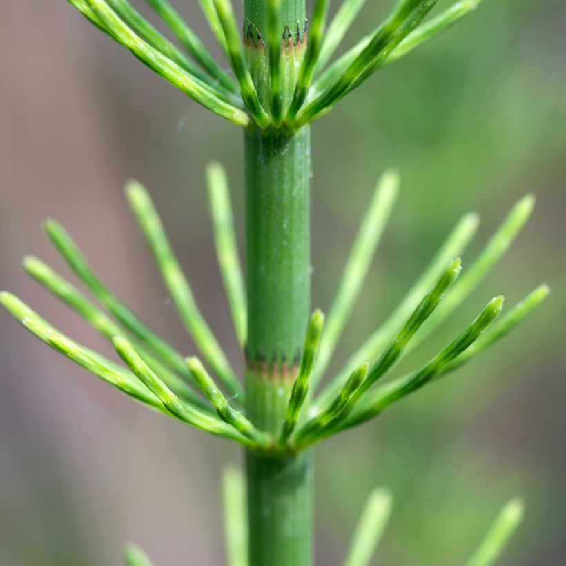 Equisetum fluviatile - Equiseto fluviatile (Foliage)
