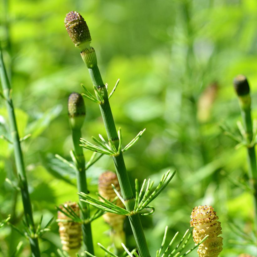 Equisetum fluviatile - Equiseto fluviatile (Flowering)