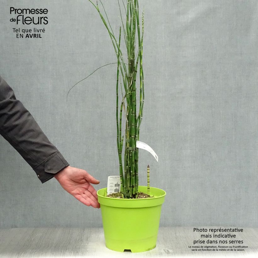Example of Equisetum hyemale - Equiseto invernale Vaso da 7,5L/10L as you get in printemps